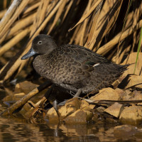 Brown Teal